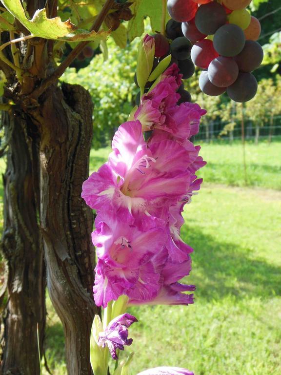 Al Pic De Corone Bed and Breakfast Terzo d' Aquileia Εξωτερικό φωτογραφία